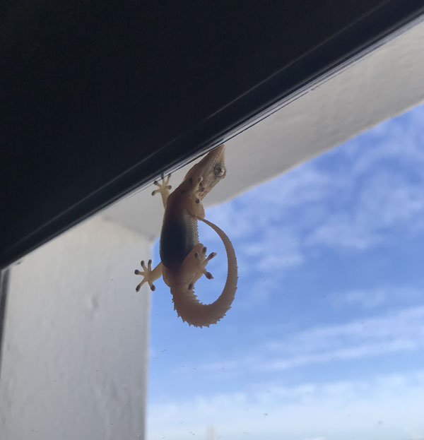 Gecko Lanzarote + Fuerteventura