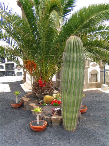 Grab von Cesar Manrique mit Kaktus