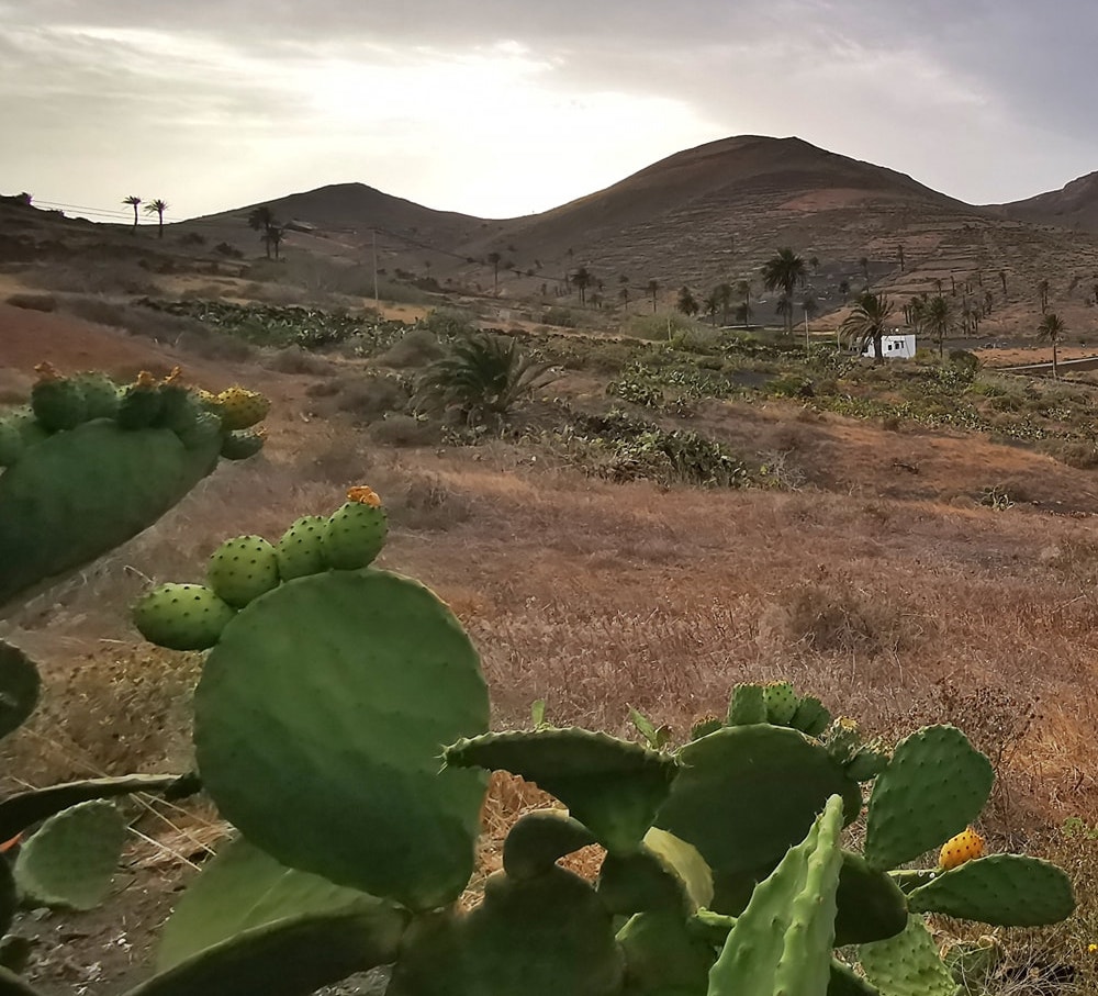 Feigen Kaktus mit Früchten auf Feld in Haria Lanzarote