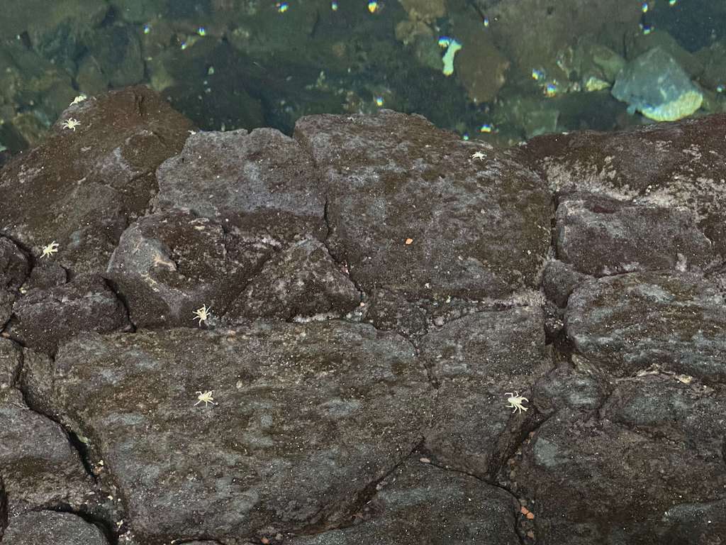 Albino Krebse im Jameos del Agua