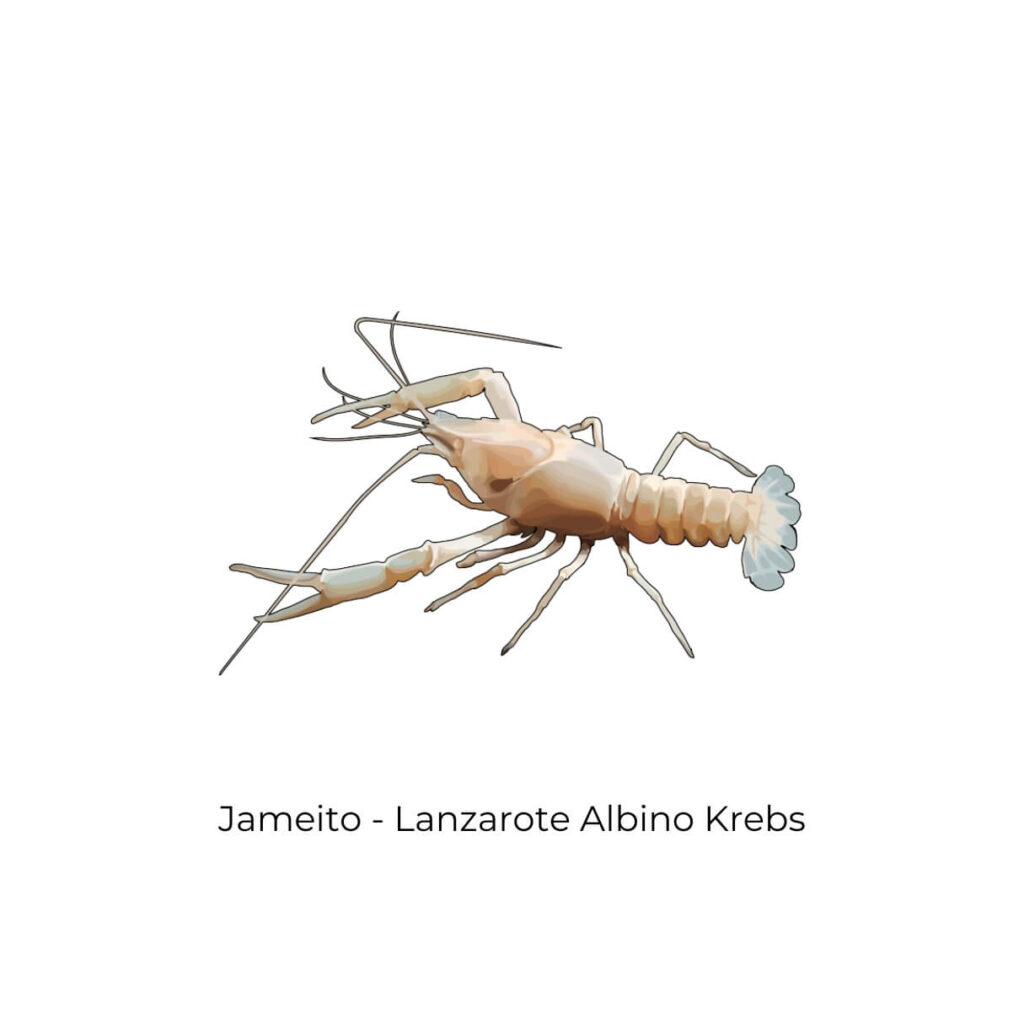 Jameos del Agua Krebs Jameito