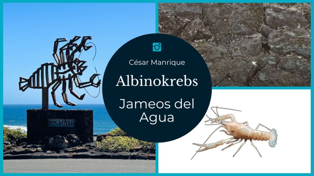 Lanzarote Krebs Jameos del Agua